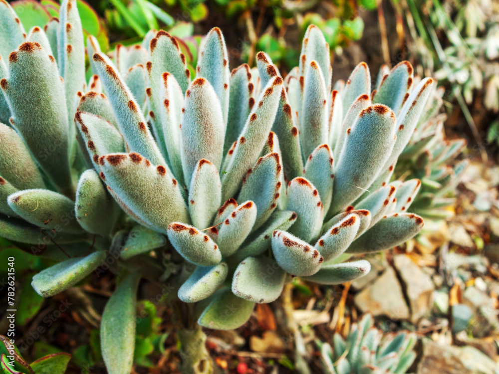 A Succulent Basking in the Warmth of Sunrays A Succulent Basking in the Warmth of Sunrays