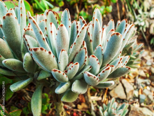 A Succulent Basking in the Warmth of Sunrays