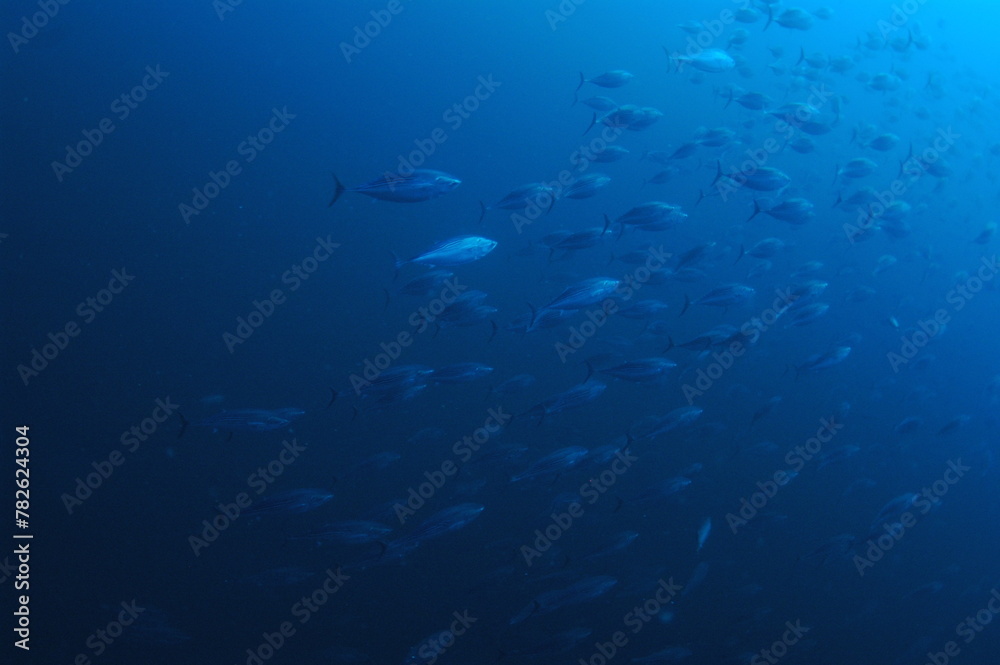 Fototapeta premium 青い海を行く魚の群れ