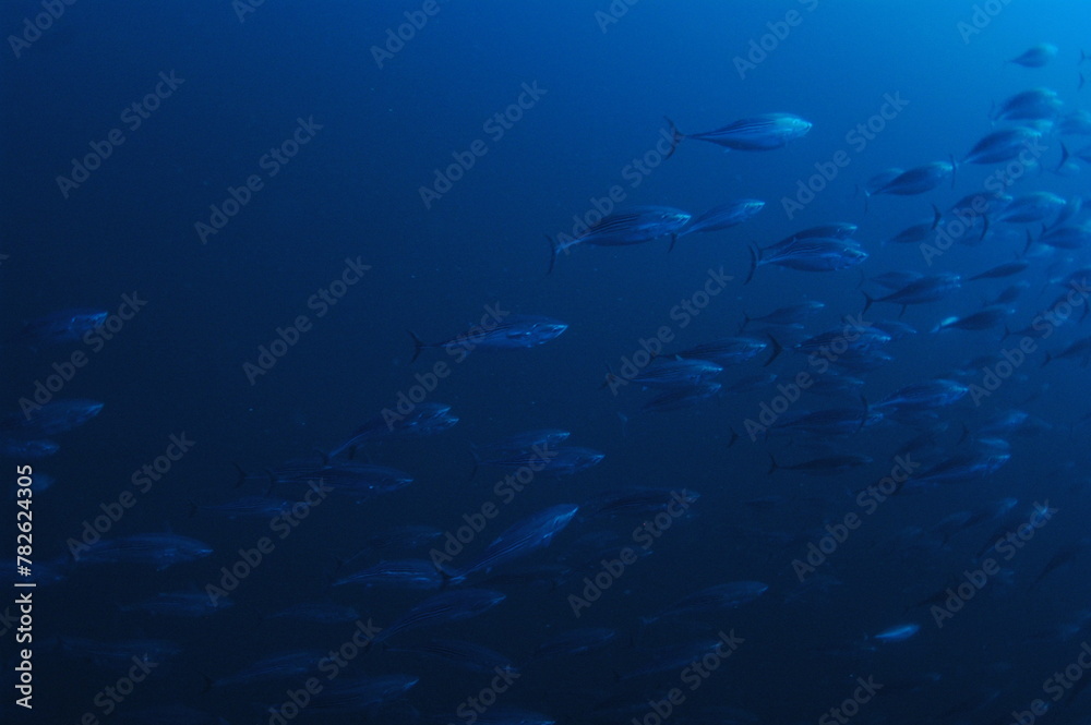 Naklejka premium 青い海を行く魚の群れ