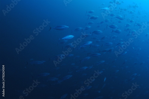 青い海を行く魚の群れ