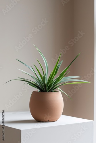 Single houseplant in a sleek pot 