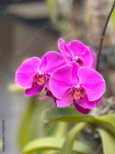 orchid flower in the garden
