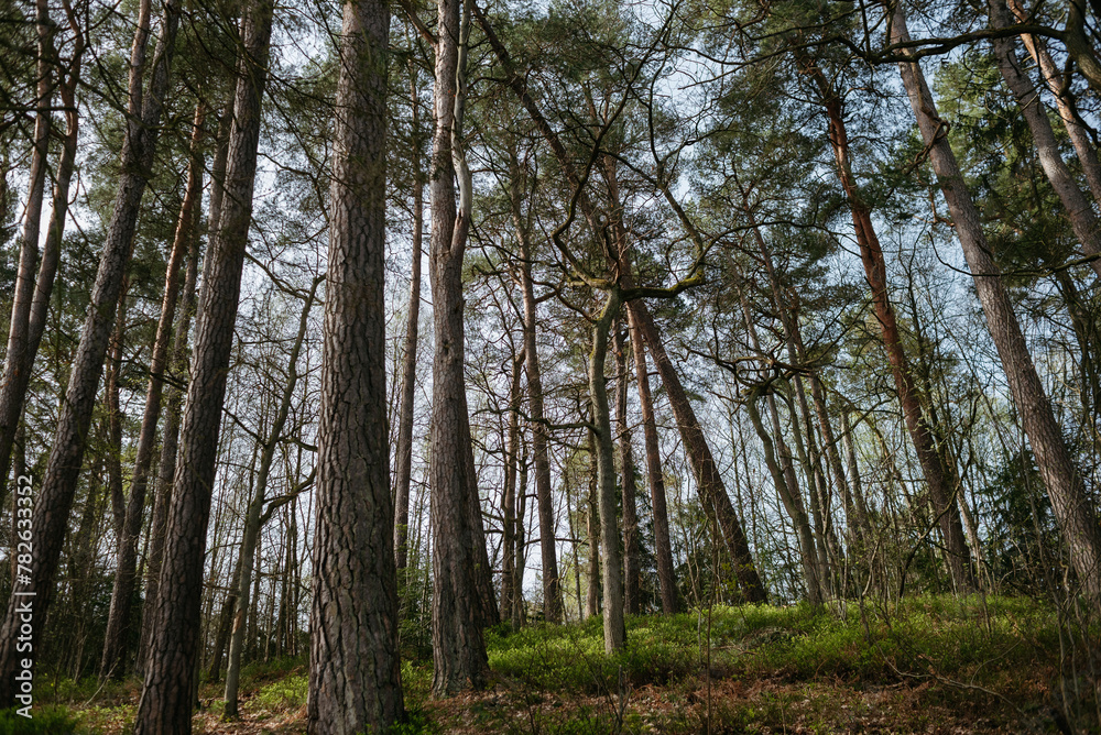 Obraz premium Landscapes of the central park of the city of Svetlogorsk