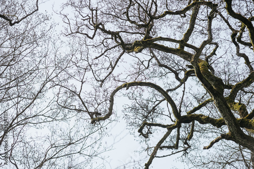 Branches of an old tree photo