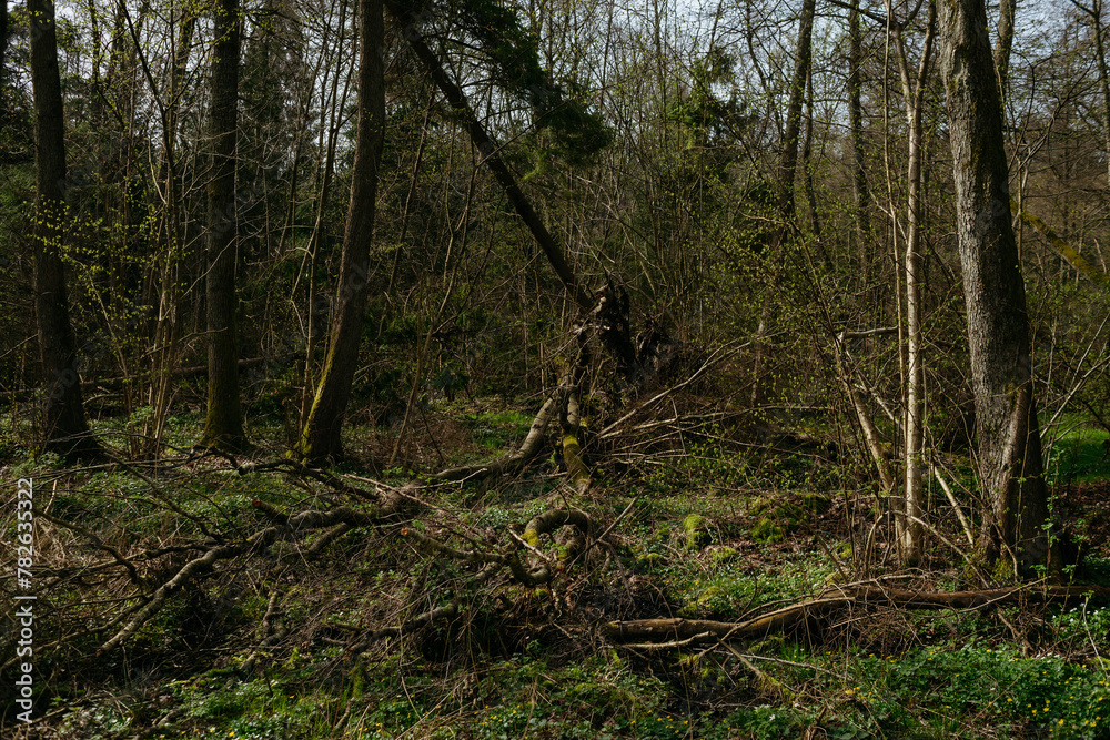 Naklejka premium Landscapes of the central park of the city of Svetlogorsk