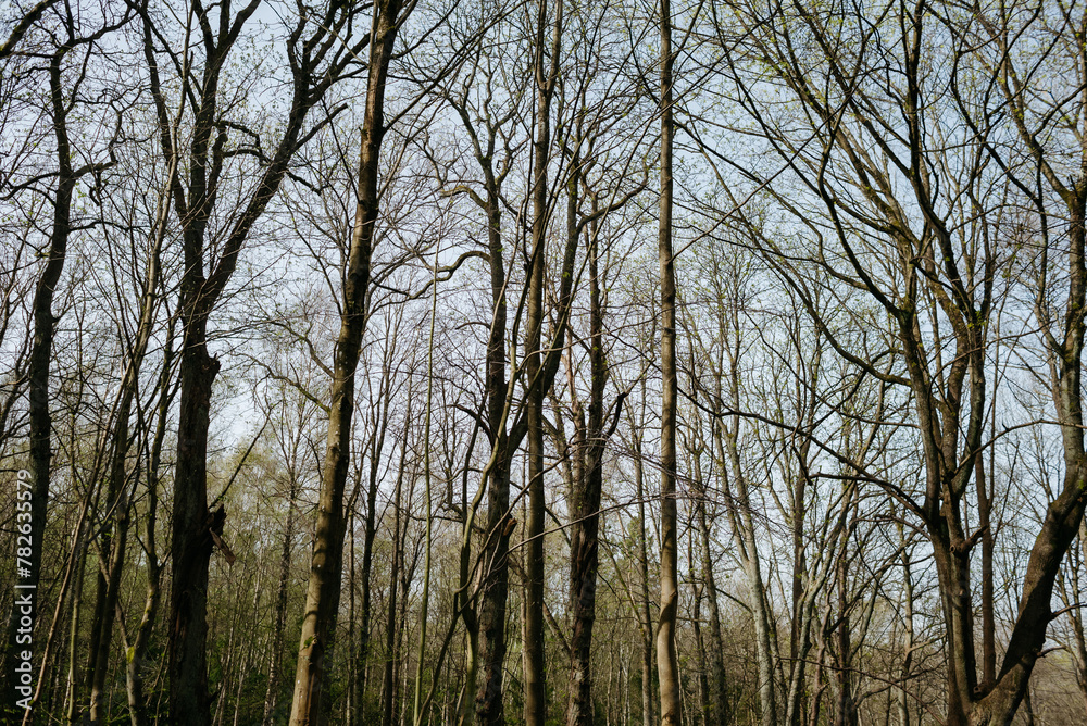 Landscapes of the central park of the city of Svetlogorsk Landscapes of the central park of the city of Svetlogorsk
