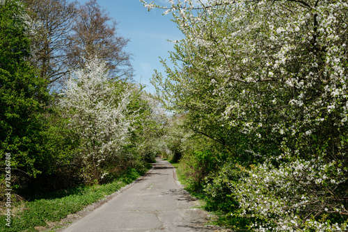 An alley framed by blooming apple trees