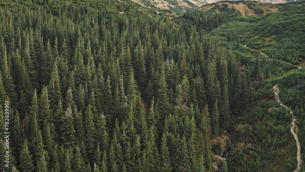 Aerial nobody nature landscape. Hiking path at mountain forest on hill. Pine trees at green grass ranges. Wild untouched natural beauty at Carpathians mount ridges, Ukraine, Europe. Cinematic shot Aerial nobody nature landscape. Hiking path at mountain forest on hill. Pine trees at green grass ranges. Wild untouched natural beauty at Carpathians mount ridges, Ukraine, Europe. Cinematic shot