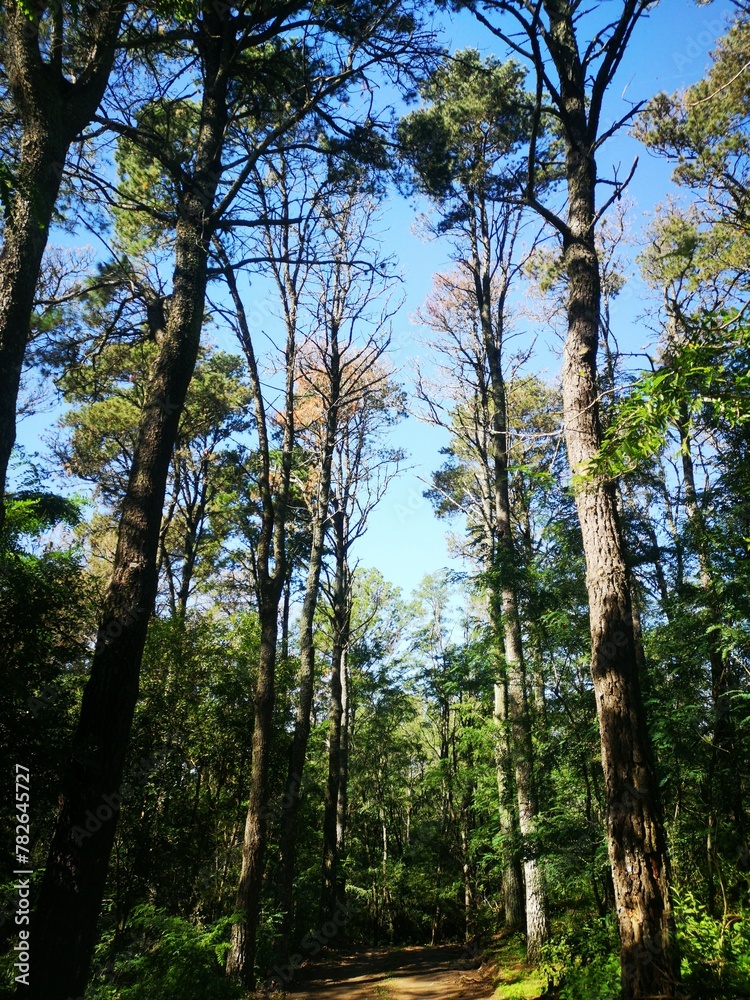 trees in the forest trees in the forest