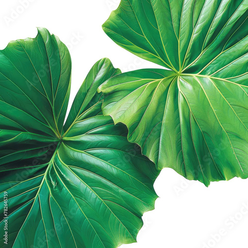 macro photograph of two large tropcial green leaves, one green and one green and large photo