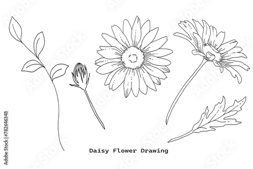 デイジーの花の手描き線画イラストセット