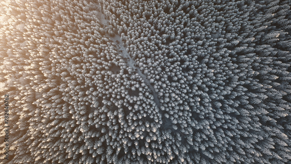 Top down aerial snow pine forest at sun mountain. Winter nobody nature landscape. Conifer trees. Environment natural beauty. Carpathian mounts, Bukovel Resort, Ukraine, Europe. Travel, tourism concept