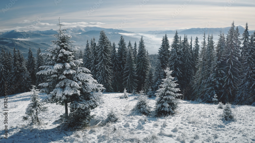 Fototapeta premium Closeup pine trees at snow mountain top aerial. Nobody nature landscape at sun winter. Fir forest at hoarfrost. Mist and fog over white snowy mount ridges. Epic Carpathians, Bukovel, Ukraine, Europe