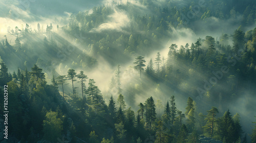 Thick fog covers green dense forest, amazing morning concept © lin