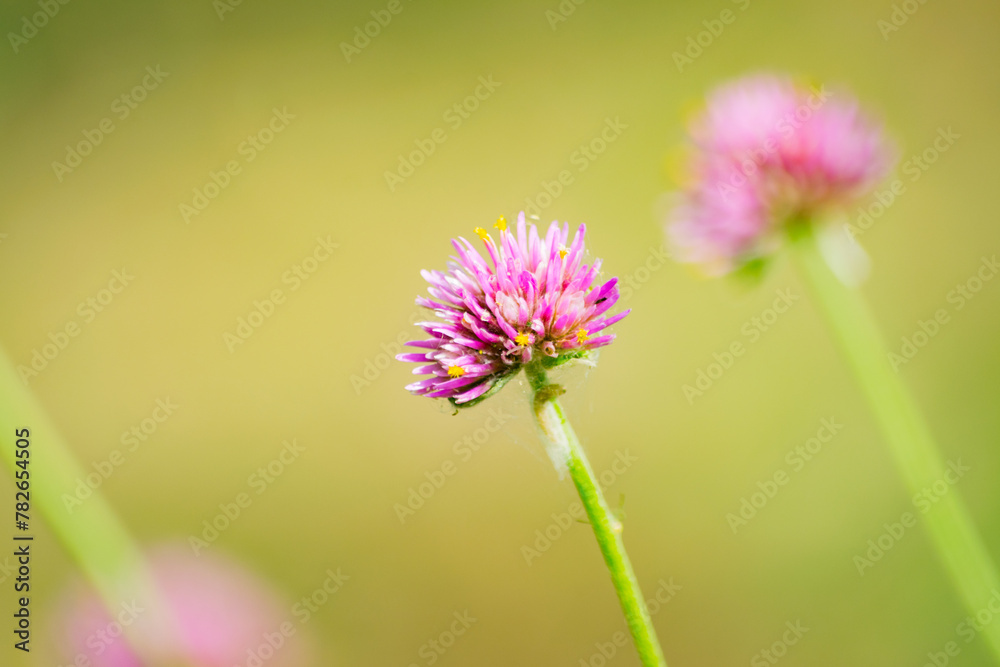 Pequeña Flor lila de Yuyo de Campo