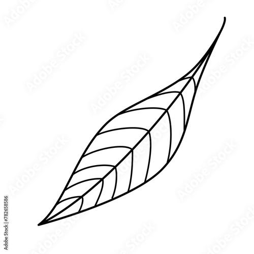 Tree leaf contour drawing isolated cutout black and white vector clipart illustration. Autumn leaves line art design element. Summer nature pictogram, logo or icon. Tree foilage simple cartoon doodle.