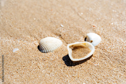 Seashells in the yellow warm sand on the tropical beach. Calm vacation scene