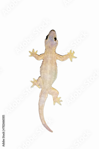 flat-tailed house gecko, Hemidactylus platyurus, white crate background, isolated photo