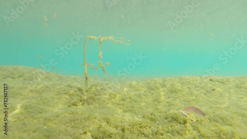 川を泳ぐ小魚たち