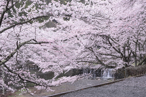 京都府亀岡市　七谷川和らぎの道　圧巻の満開の桜