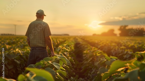 A farmer inspecting rows of soybeans for signs of maturity before harvest