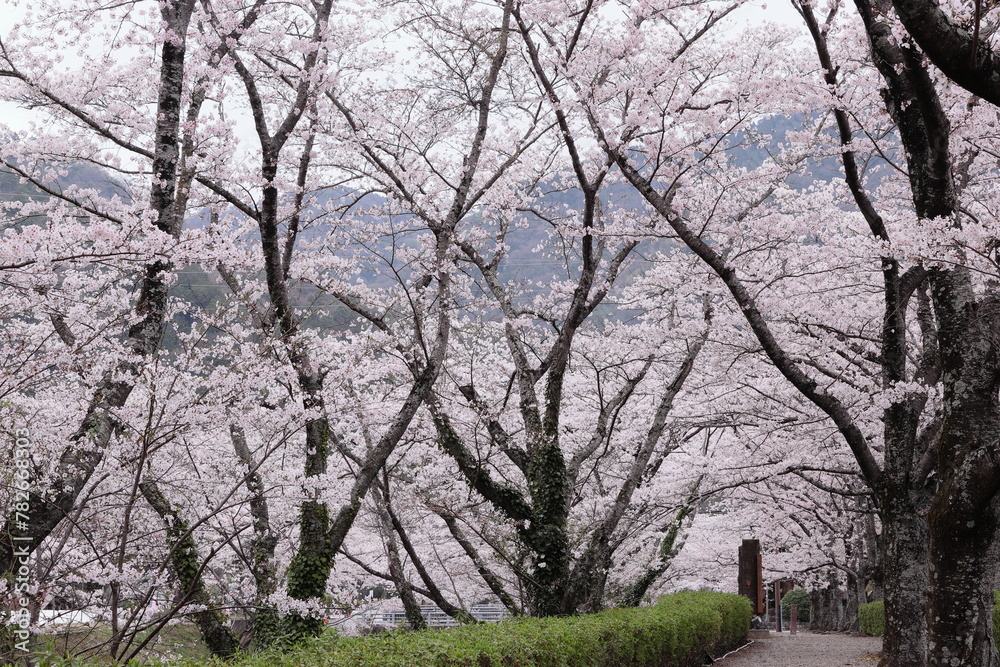 京都府亀岡市　七谷川沿いの桜並木