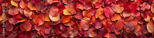 A banner of red and yellow wall completely covered in vibrant autumn leaves creating a textured background