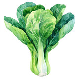 A green leafy vegetable with a stem
