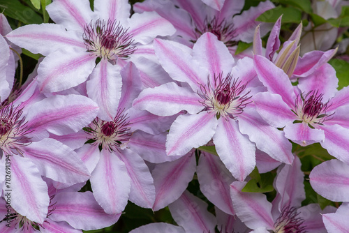 Vibrant, pink clematis in springtime
