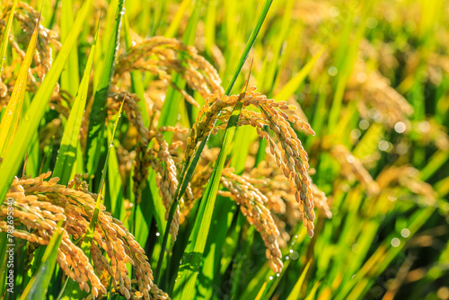 Ripe rice in farm fields. autumn harvest season.