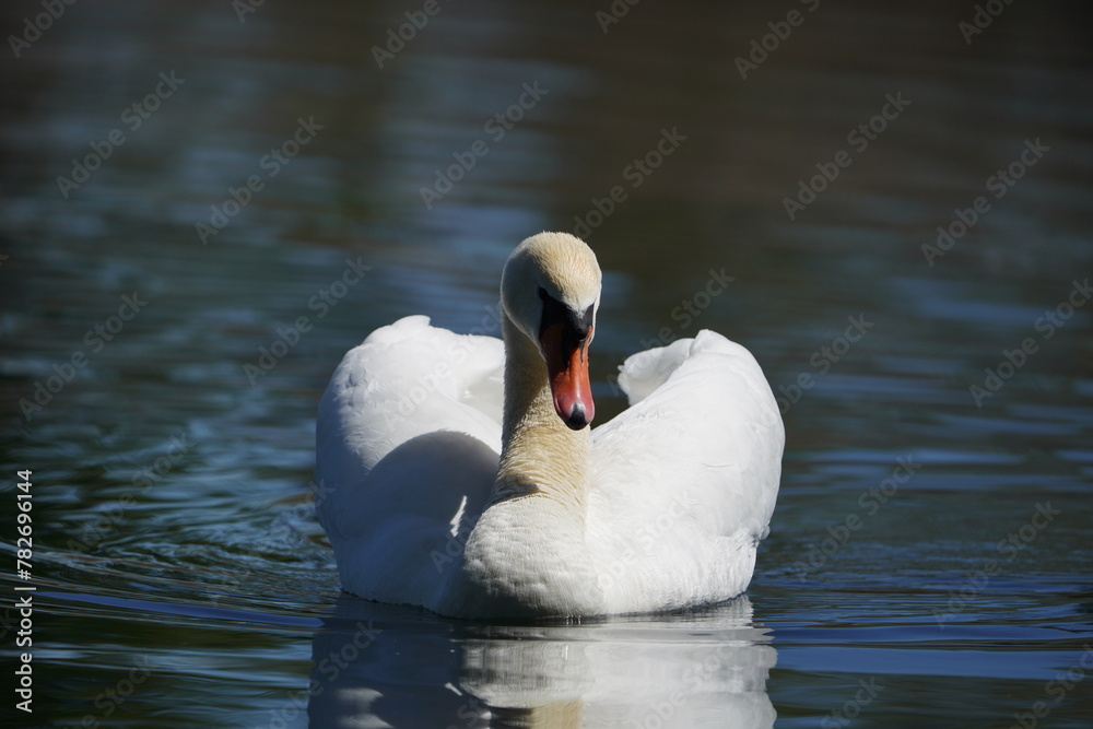 Obraz premium Swan in the lake