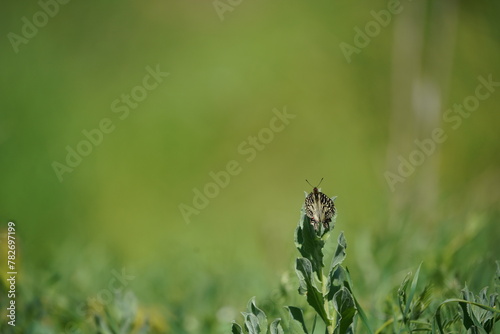 Butterfly in the grass