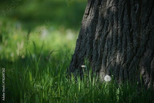 tree in the grass