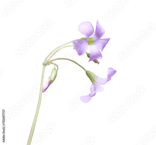 Purple shamrock or Love plant or Oxalis flowers. Closeup small blue-purple flower bouquet isolated on transparent . The side of exotic flowers.	