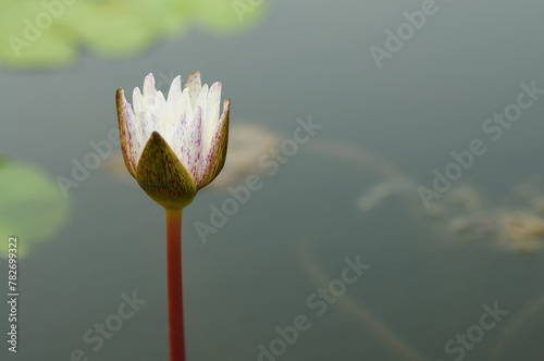 A Blosssoming Water Lily