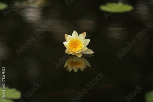 A Blooming Yellow Water Lily