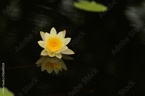 A Blooming Yellow Water Lily