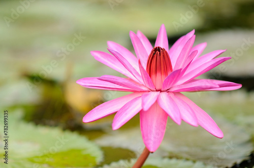 A Vibrant Pink Water Lily on a Pond