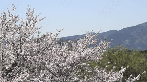 神奈川県海老名市の公園に咲いた満開の桜