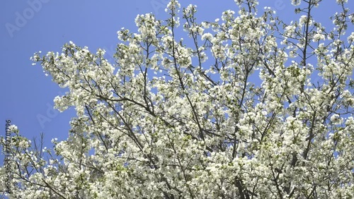 神奈川県海老名市の公園に咲いた満開の桜