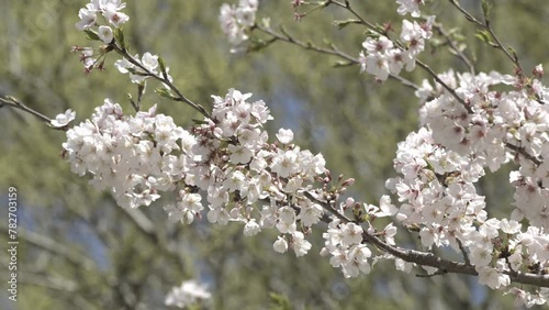 神奈川県海老名市の公園に咲いた満開の桜