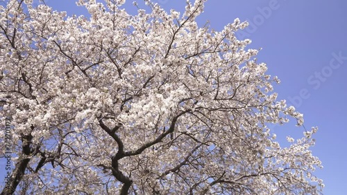 神奈川県海老名市の公園に咲いた満開の桜