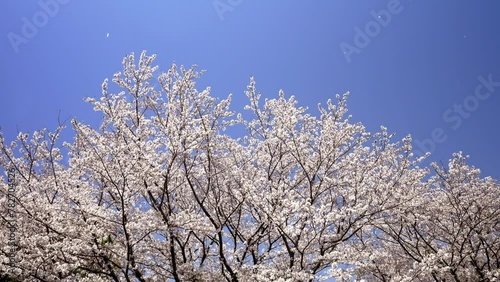 神奈川県海老名市の公園に咲いた満開の桜