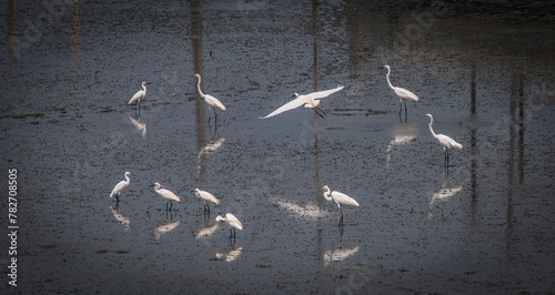 Принти на полотні Egret walks in flocks along the wetlands as the waters recede in the Gulf of Thailand, Thailand