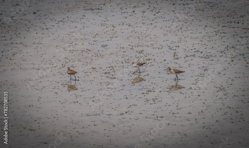 Obraz na plátně Seabirds wander along the wetlands as the waters recede in the Gulf of Thailand, Thailand