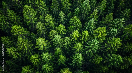 Aerial perspective of Finnish forest  summer greens in full bloom  tranquil beauty  AI Generative