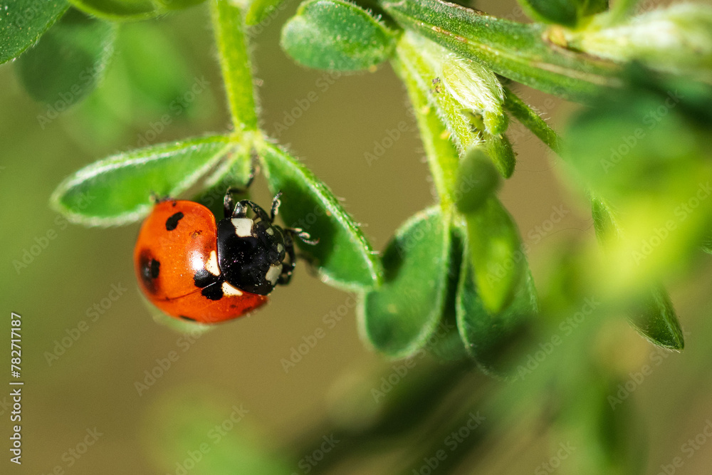 Ein Marienkäfer auf einem Blatt