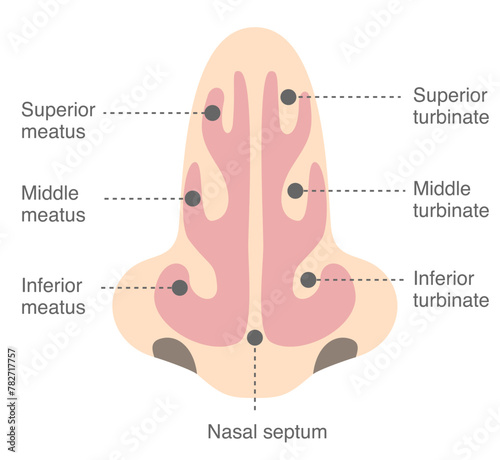 Names and structures of the nasal cavity viewed from the front