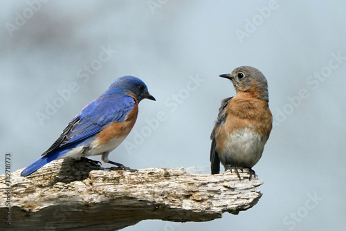 Bluebird pair on branches